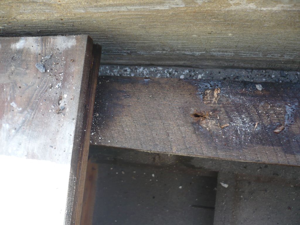 rotten timber
